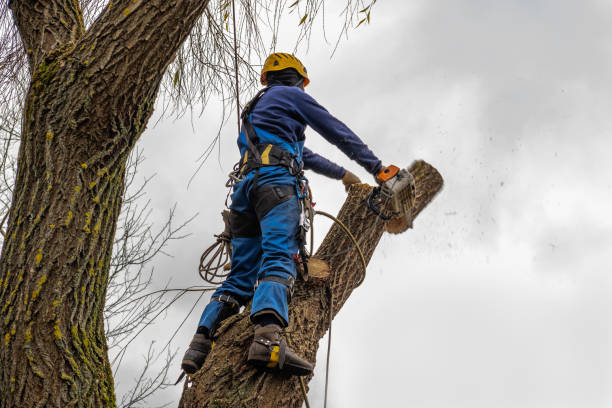 Why Choose Our Tree Removal Services in Stirling, NJ?